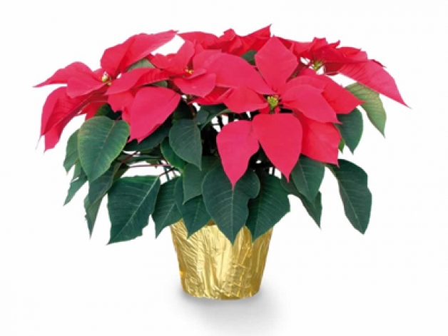 Рождественский КРАСНЫЙ